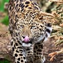 slides/IMG_8442.jpg wildlife, feline, big cat, cat, predator, fur, spot, amur, siberian, leopard, eye, whisker, prowl, tongue WBCW76 - Amur Leopard